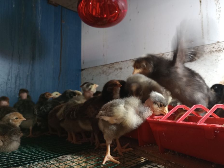 Pui de gaina rasa mixta