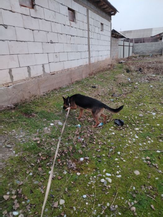 Nemis Afcharkalar bor sotiladi