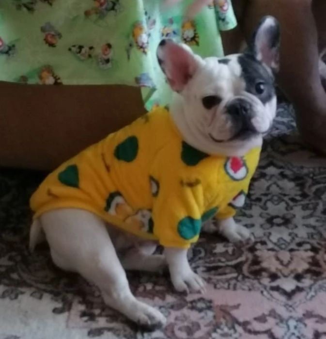 Топла дрешка за куче