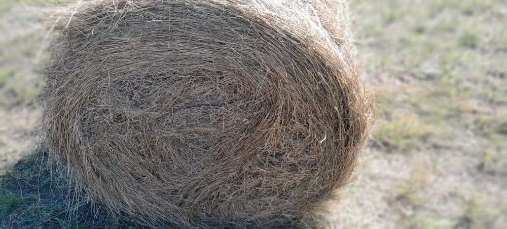 Сено в рулонах ,в тюках