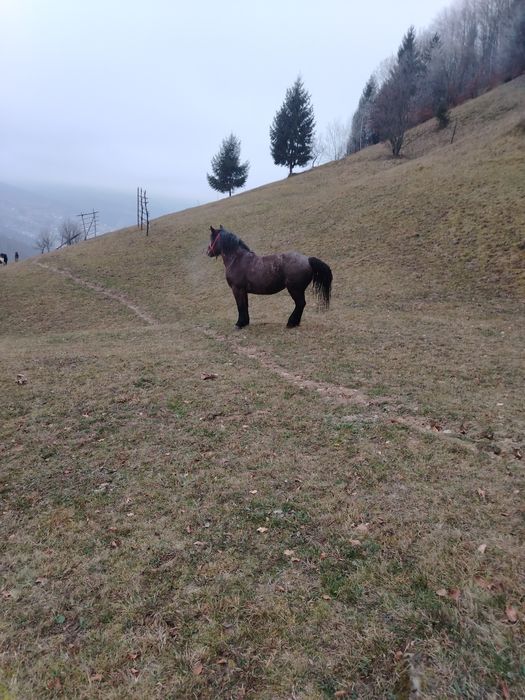 Vând mânză de 3 ani jumate