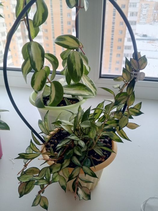 Продам цветы Хойи