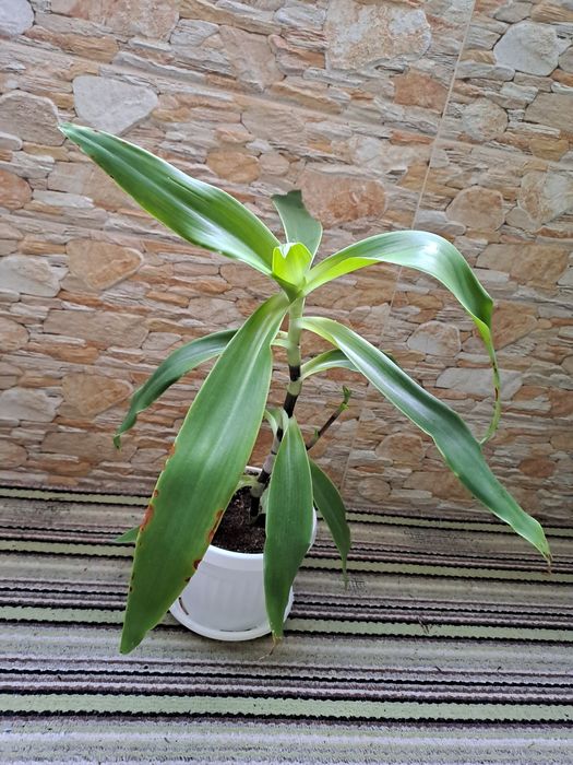 Растение ароматна кализия