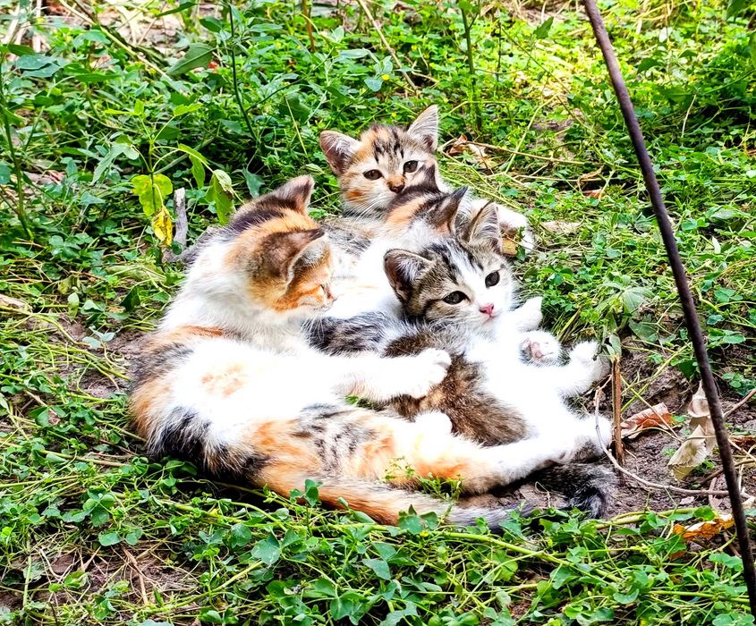 Котята от мамы крысылова