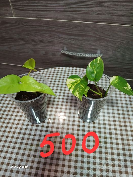 Продам домашние цветы