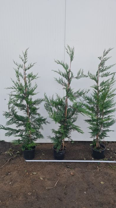 Leylandii diferite dimensiuni,pepiniera Timisoara