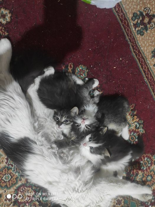 Котята бесплатно