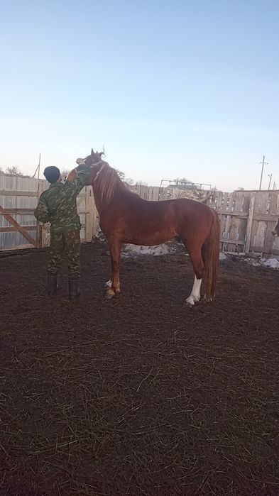 Айғыр сатылады, жеті жасар