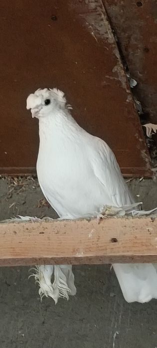 Продам  Голубей.