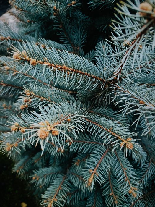 Голубая ель 2 мерир сотилади