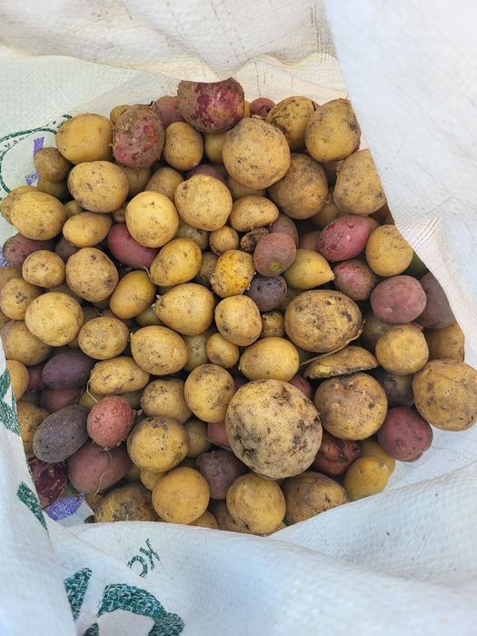 Продам мелкий картофель