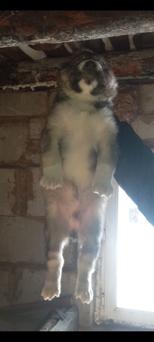 Продам щенка тобета кабель.