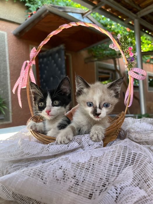 Котята в добрые руки!
