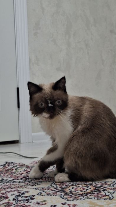 Кот Экзот 8- месяцев