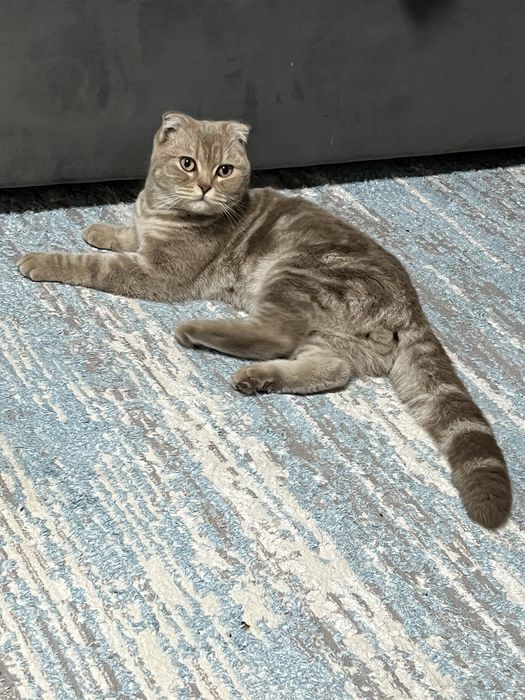 Кошка шатланский