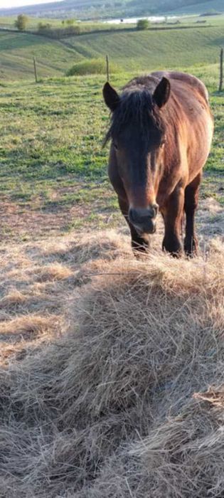 Vand 2 harmasari tineri.