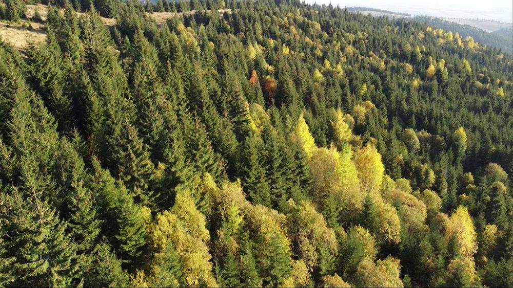 Pasune montana impadurita 16.2 ha