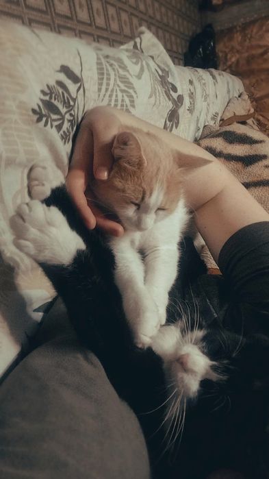 Отдам кошку в добрый руки