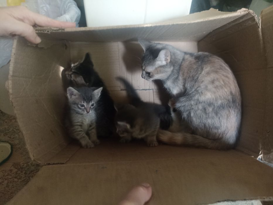 Одам котят в добрые руки