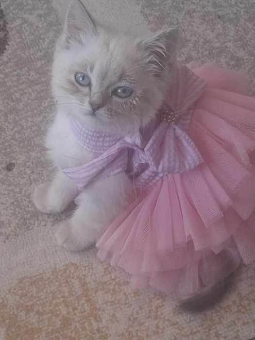 Отдам котенка в добрые руки. )))
