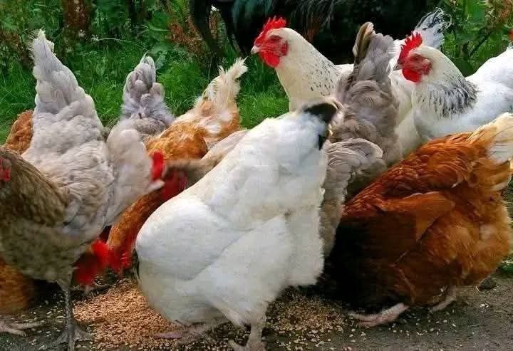 Vindem puișori  de Bibilica ,Găină, Rate,și Curca .mai multe detalii