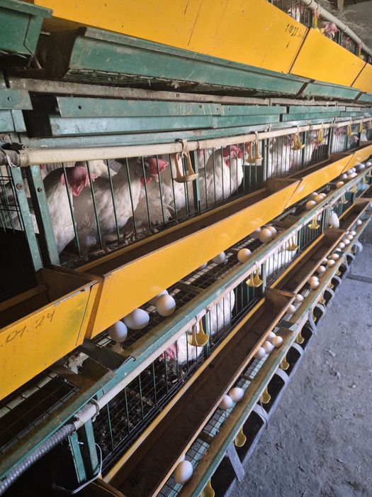 Продам курынесушки