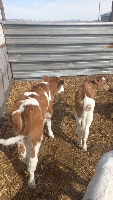 продам, продам теленка. бычек, симентал.