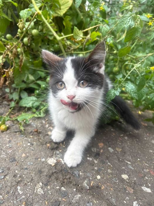 Дарю чудо котёнка девочку