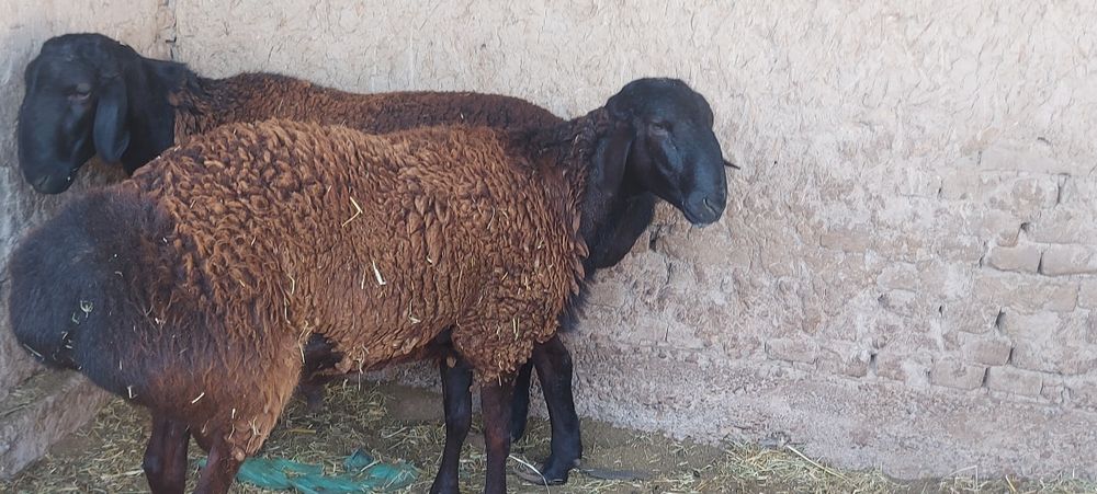 Гисарский қошқарлар