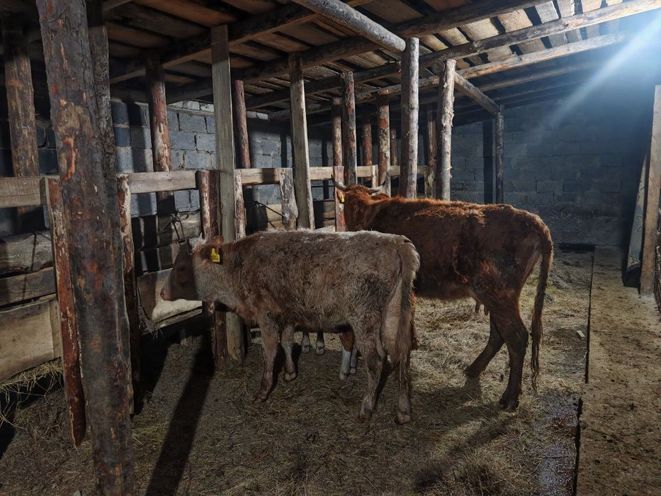 Сыйыр бызаумен, тайынша сатам