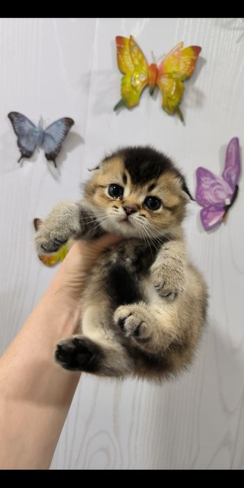 Продаётся котёнок