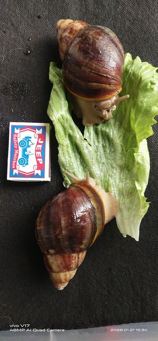 Улитка Африканская Архахатин