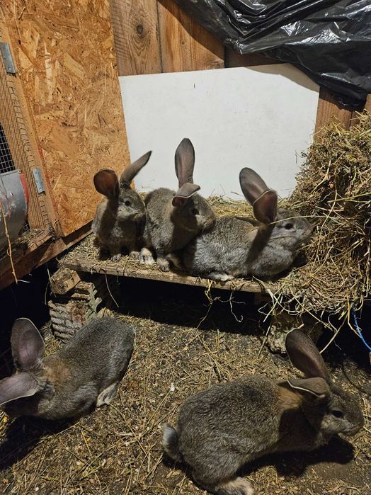 Pui urias gri german, 8 saptamani.