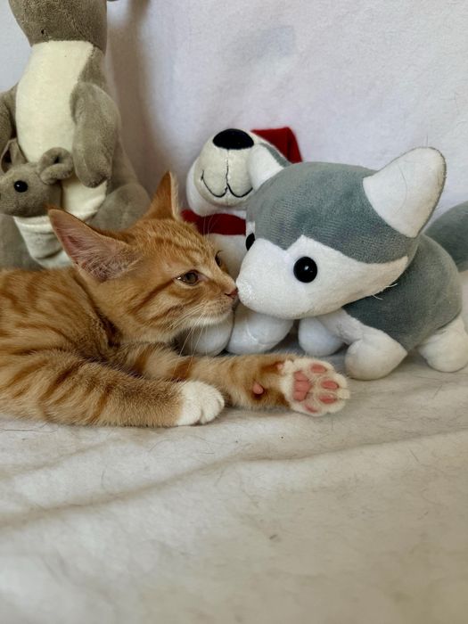 Активные и сладкие котята