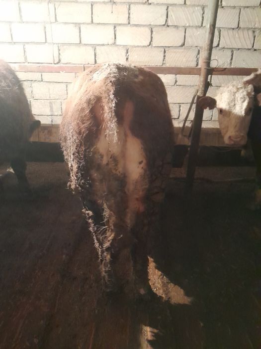 Откорм бұқалар сатылады.