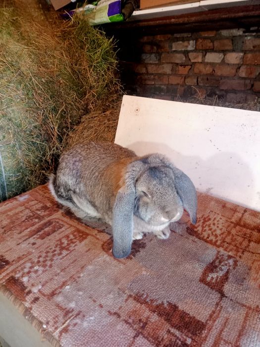 Продаются  кролики.