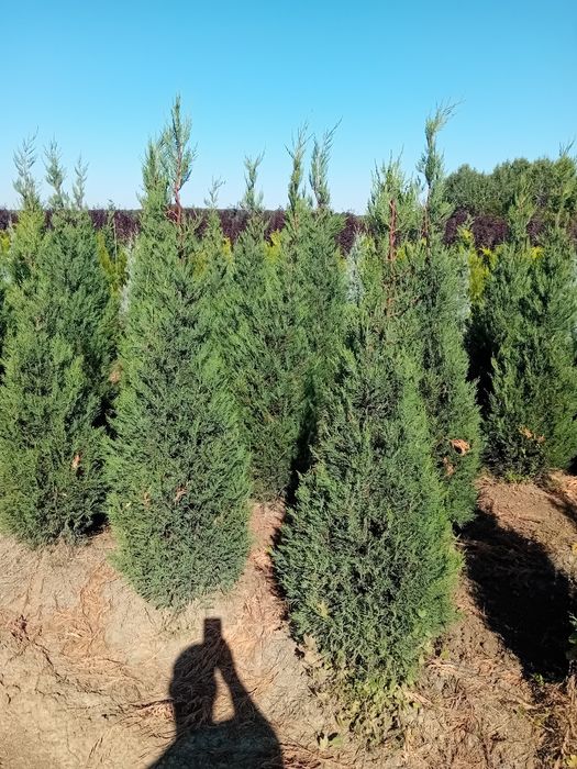 Chiparos leylandi plantație, pepinieră