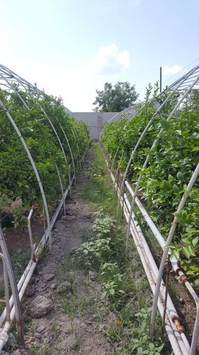 20 сот теплица сотилади