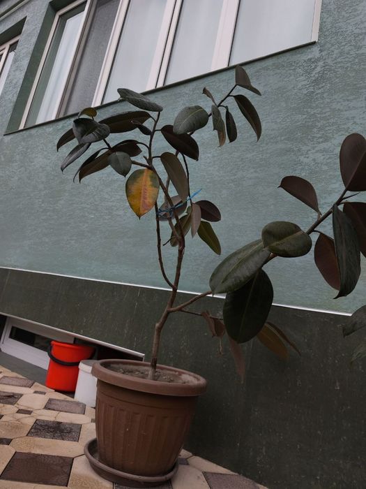 Фикус усимлиги сотилади