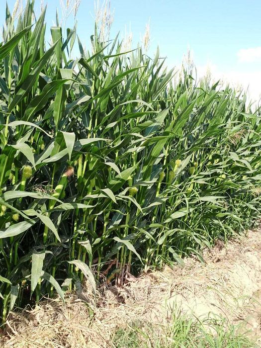 Маккажўхори Силоси