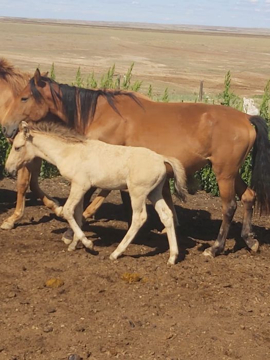 Продам кобылы с жеребятами Кулынды би сатамын