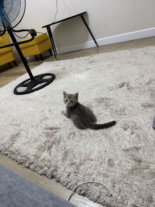 Британский котёнок ищет новый дом.