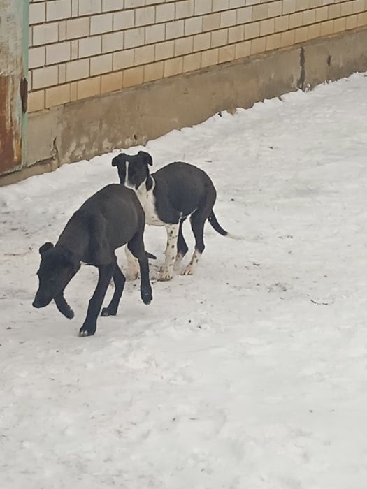 Тазы күшігі бар обмен