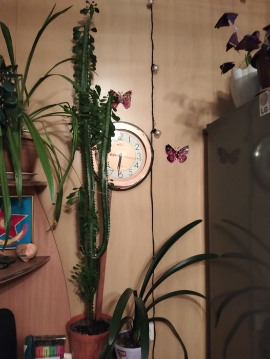 Цветы комнатные не дорого