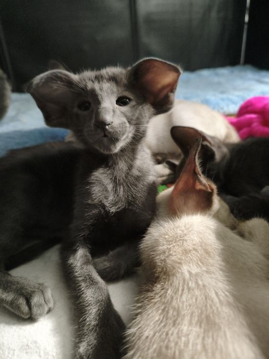 Ориентальные котята