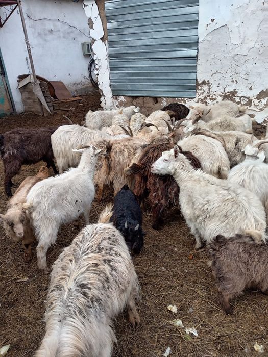 Продам коз и баран