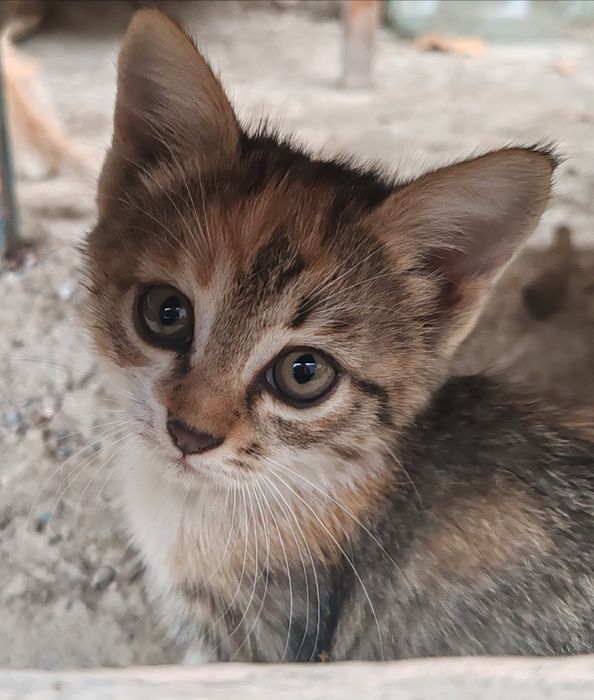 Котята бесплатно