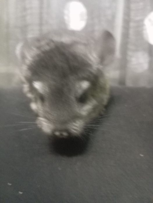 Продам шиншилл, мальчик-девочка-потомство