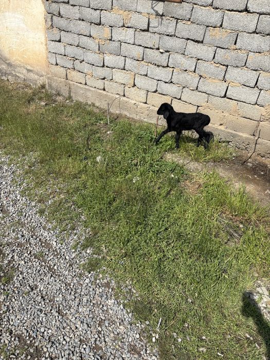 Қозылар срочно 10бас гисары