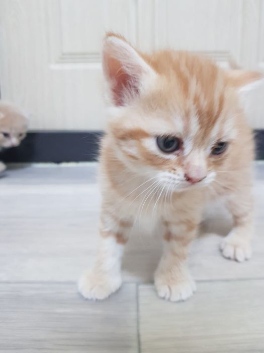 Возьму рыжего котика возвраст до одного месяца желательно  чисто рыжий